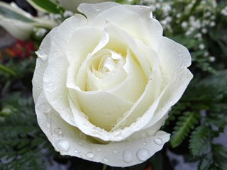 white-rose